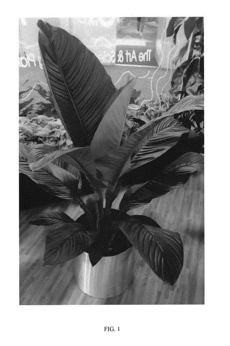 Figure 1 of US plant patent PP29560, the photograph of S48 printed in the patent.