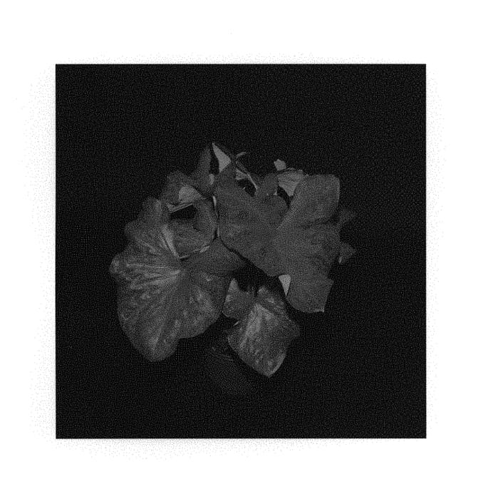 Figure 1 of US plant patent PP29561, the photograph of Restless Heart printed in the patent.