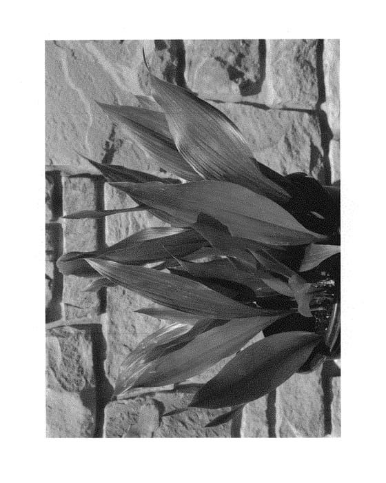 Figure 1 of US plant patent PP29562, the photograph of Barr01 printed in the patent.