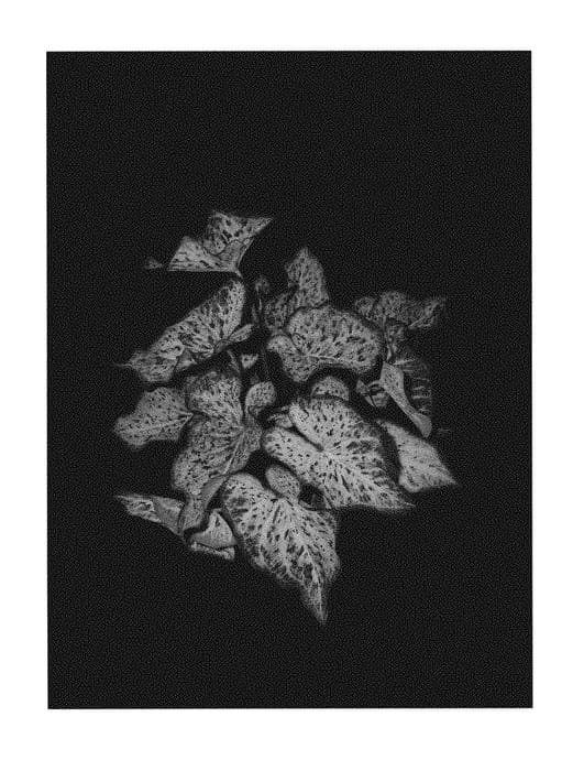 Figure 1 of US plant patent PP29563, the photograph of Day Dreamer printed in the patent.