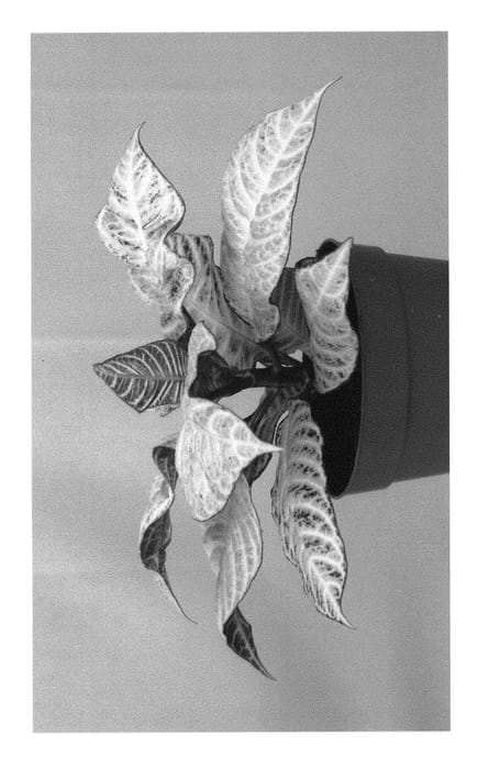 Figure 1 of US plant patent PP29564, the photograph of White Wash printed in the patent.
