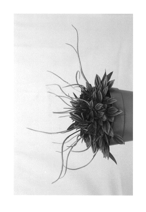 Figure 1 of US plant patent PP29565, the photograph of San Marino printed in the patent.