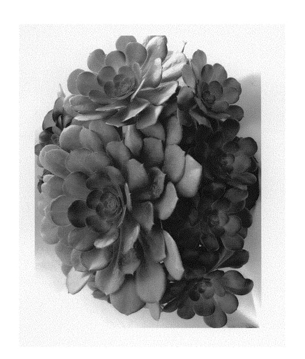 Figure 1 of US plant patent PP29566, the photograph of Tenerife Rose printed in the patent.