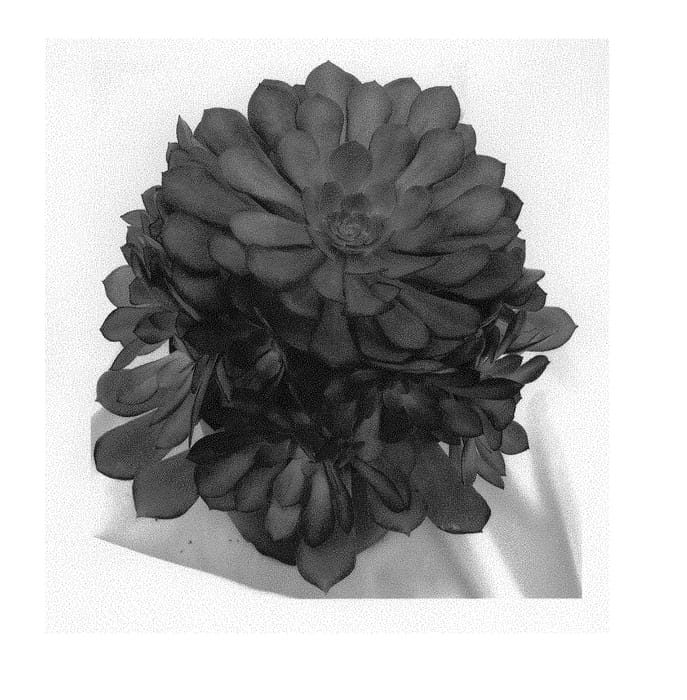 Figure 1 of US plant patent PP29567, the photograph of Madeira Rose printed in the patent.