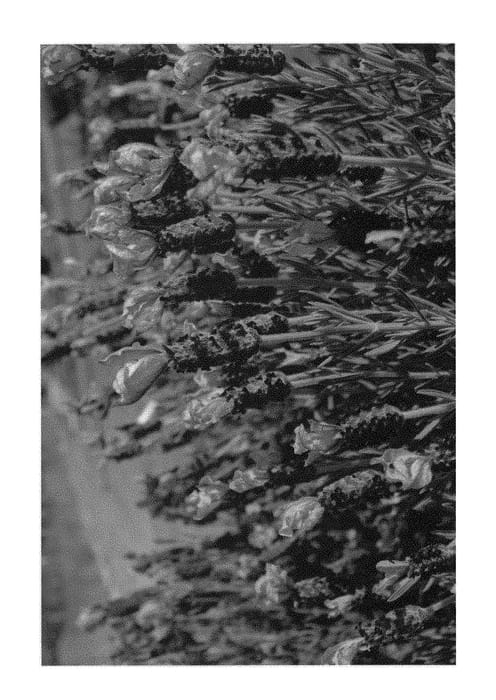 Figure 1 of US plant patent PP29568, the photograph of LAMPU31-0 printed in the patent.