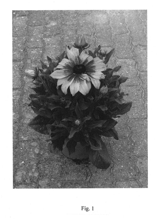 Figure 1 of US plant patent PP29569, the photograph of BullRudi 05 printed in the patent.