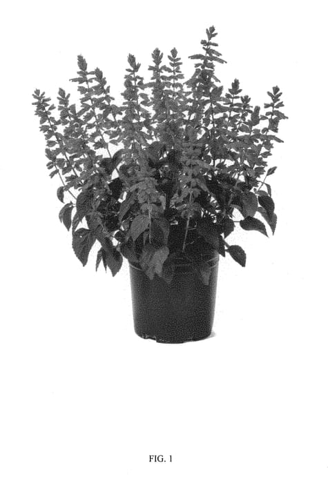 Figure 1 of US plant patent PP29570, the photograph of SGRRE04-1 printed in the patent.