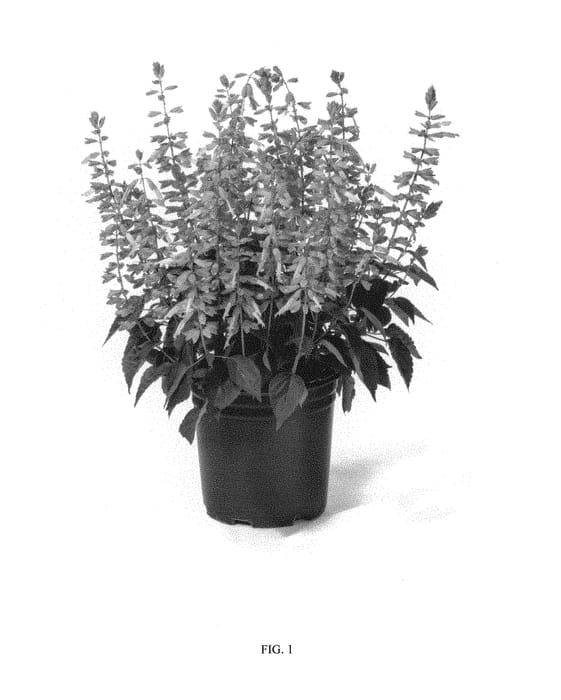Figure 1 of US plant patent PP29571, the photograph of SGRSA05-1 printed in the patent.