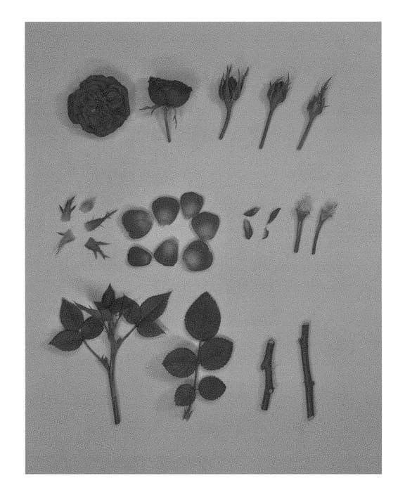 Figure 1 of US plant patent PP29572, the photograph of KORpot073 printed in the patent.