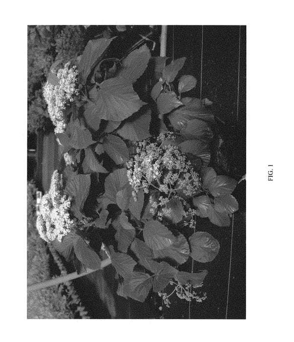 Figure 1 of US plant patent PP29573, the photograph of SMNVDMDO printed in the patent.