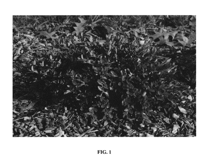 Figure 1 of US plant patent PP29574, the photograph of Prostrate 3 printed in the patent.