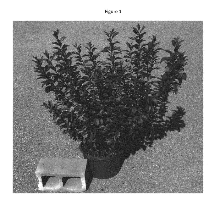 Figure 1 of US plant patent PP29575, the photograph of UCONNPC001 printed in the patent.