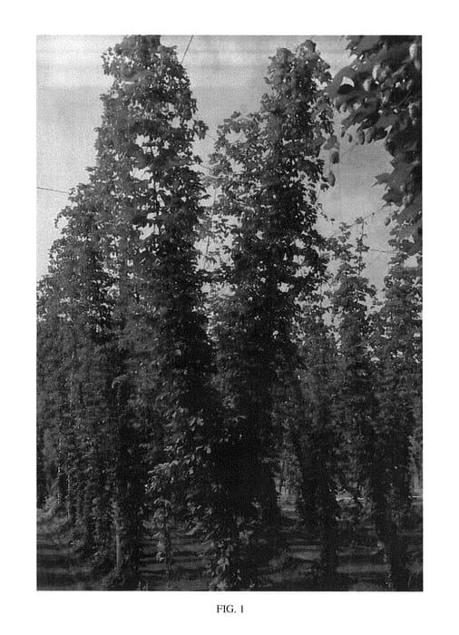 Figure 1 of US plant patent PP29576, the photograph of Furano 0902D go printed in the patent.