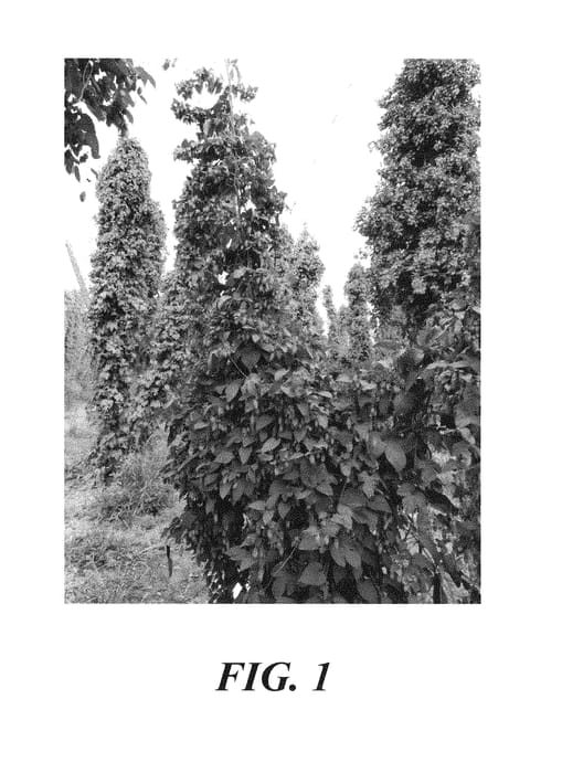 Figure 1 of US plant patent PP29577, the photograph of HBC 438 printed in the patent.