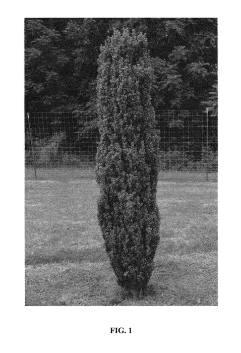 Figure 1 of US plant patent PP29578, the photograph of PIIIC-I printed in the patent.