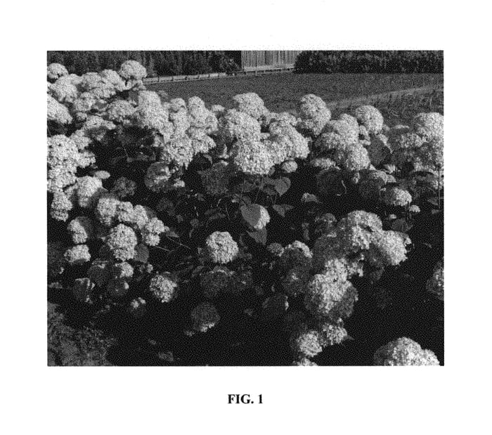 Figure 1 of US plant patent PP29579, the photograph of KOLPINBEL printed in the patent.