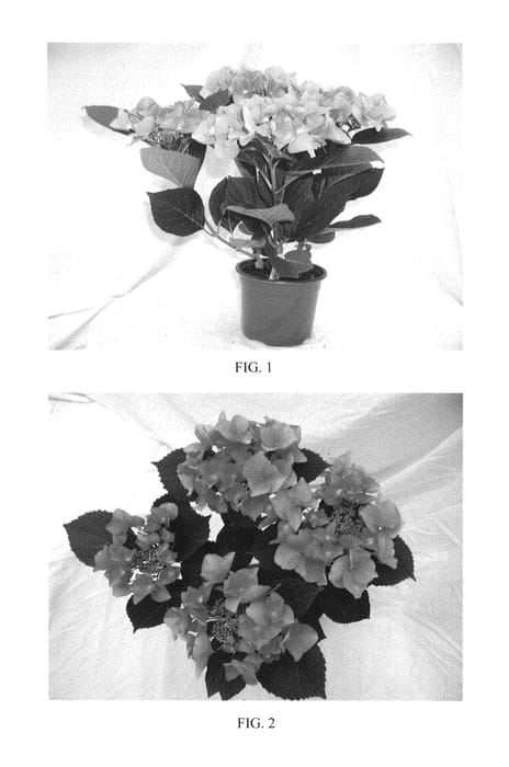 Figure 1 of US plant patent PP29580, the photograph of BCHY-11.028 printed in the patent.