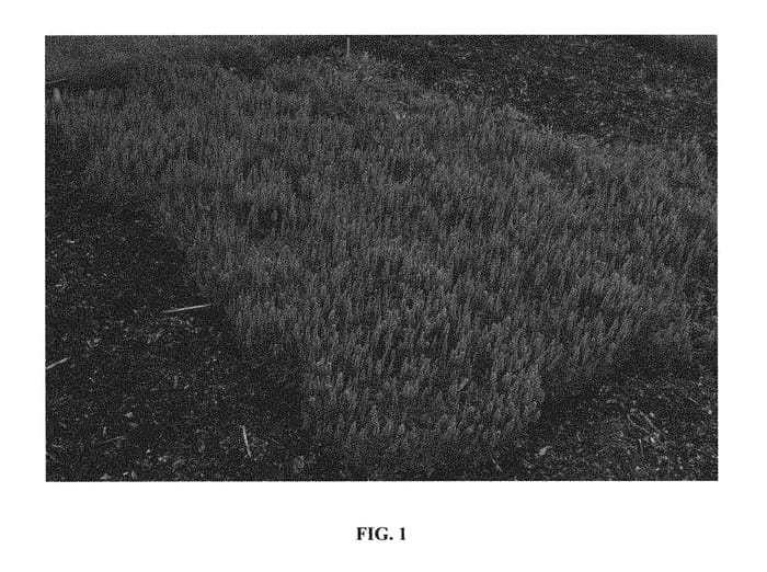 Figure 1 of US plant patent PP29581, the photograph of Blue Sprite printed in the patent.