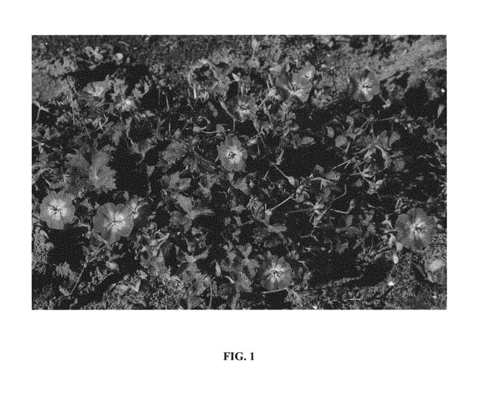Figure 1 of US plant patent PP29582, the photograph of Nogetwo printed in the patent.