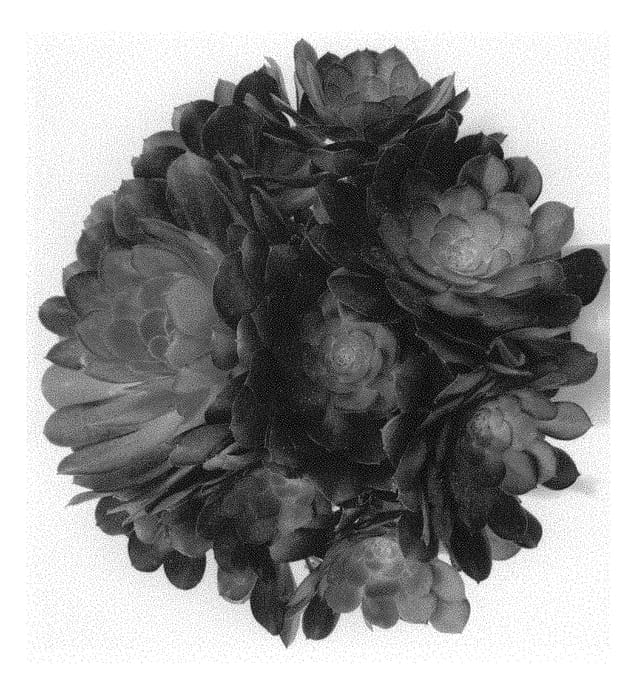 Figure 1 of US plant patent PP29583, the photograph of Black Ruby printed in the patent.