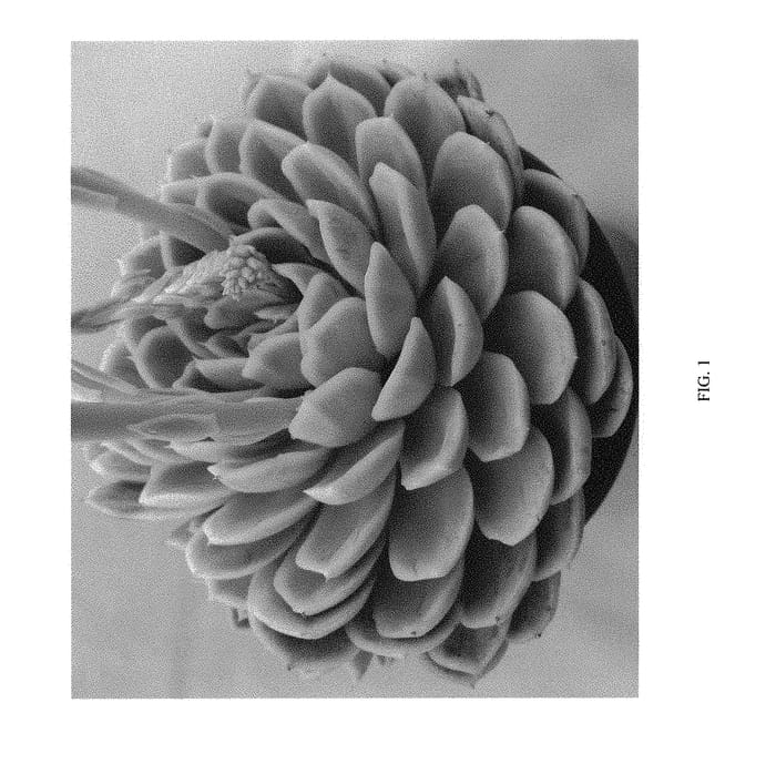 Figure 1 of US plant patent PP29584, the photograph of Arctic Ice printed in the patent.