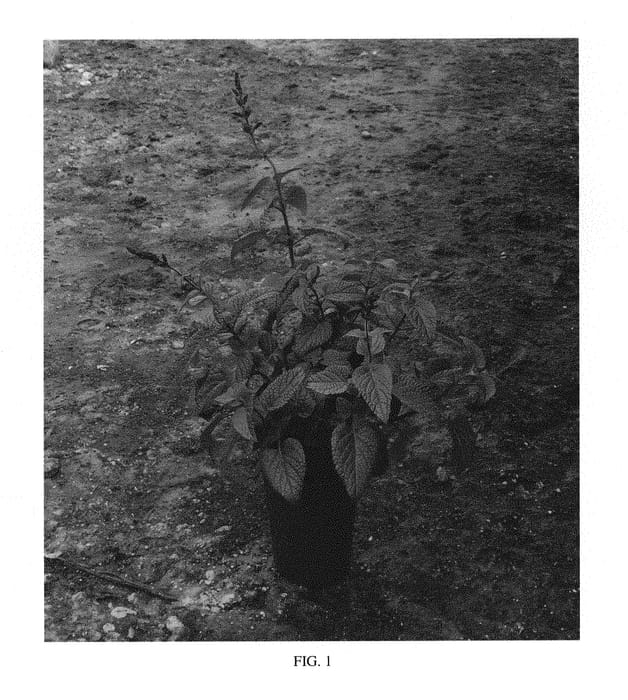 Figure 1 of US plant patent PP29585, the photograph of Rhythm and Blues printed in the patent.