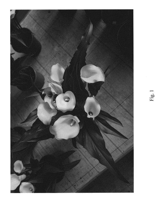 Figure 1 of US plant patent PP29586, the photograph of Monte Carlo printed in the patent.