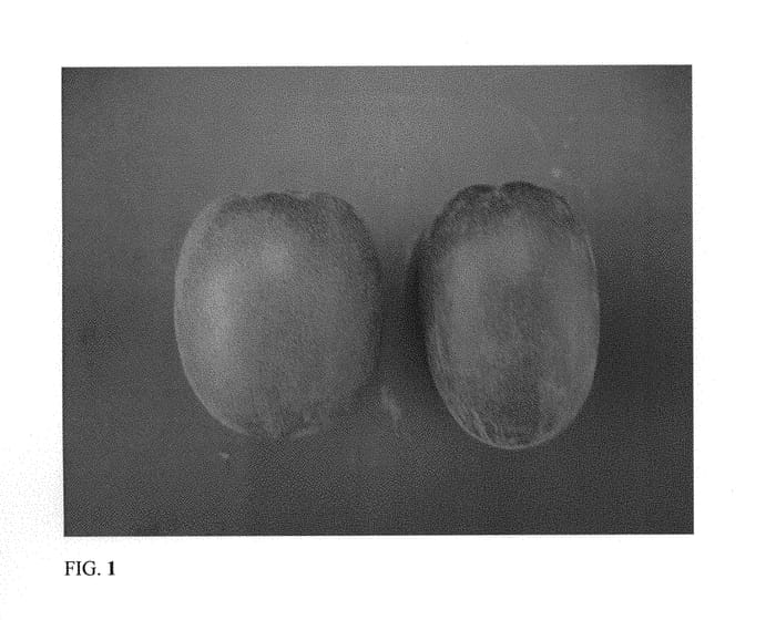 Figure 1 of US plant patent PP29587, the photograph of AU Gulf Coast Gold printed in the patent.