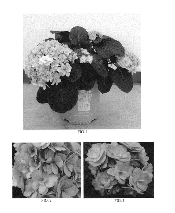 Figure 1 of US plant patent PP29588, the photograph of Tomeina-blue printed in the patent.