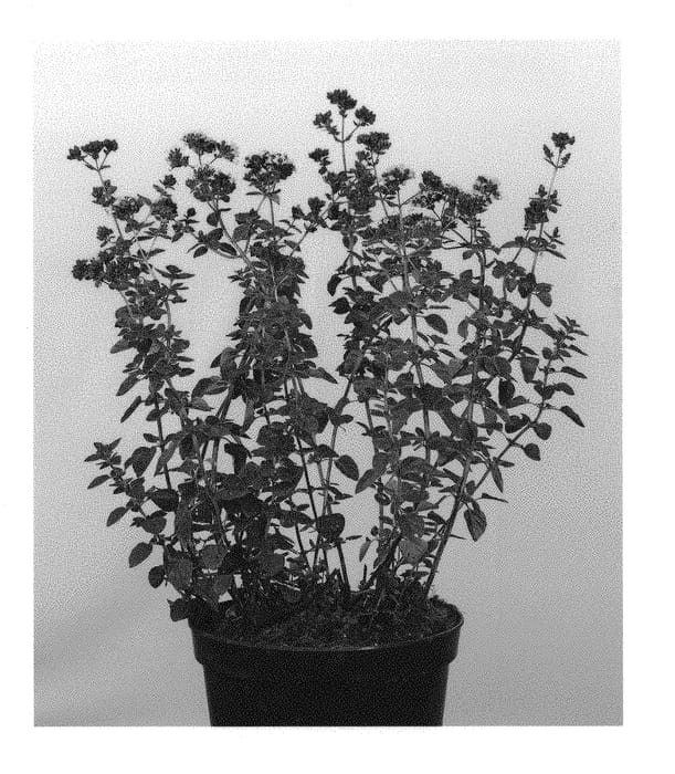 Figure 1 of US plant patent PP29589, the photograph of ALL120506 printed in the patent.