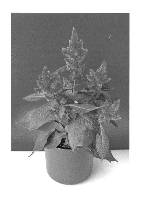 Figure 1 of US plant patent PP29590, the photograph of BKCELANP printed in the patent.