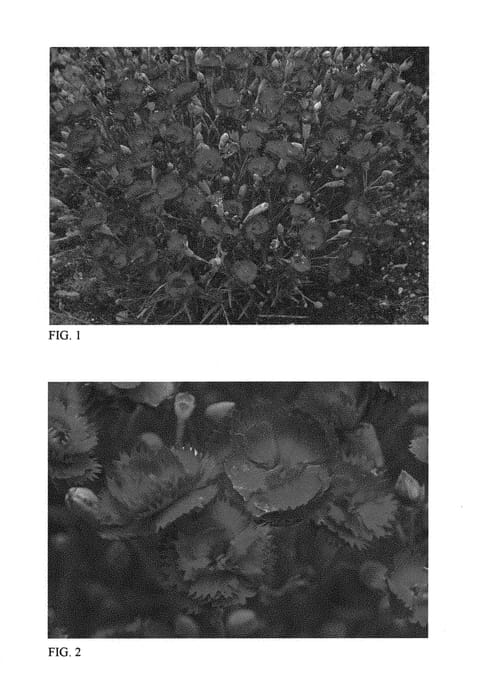 Figure 1 of US plant patent PP29591, the photograph of Electric Red printed in the patent.