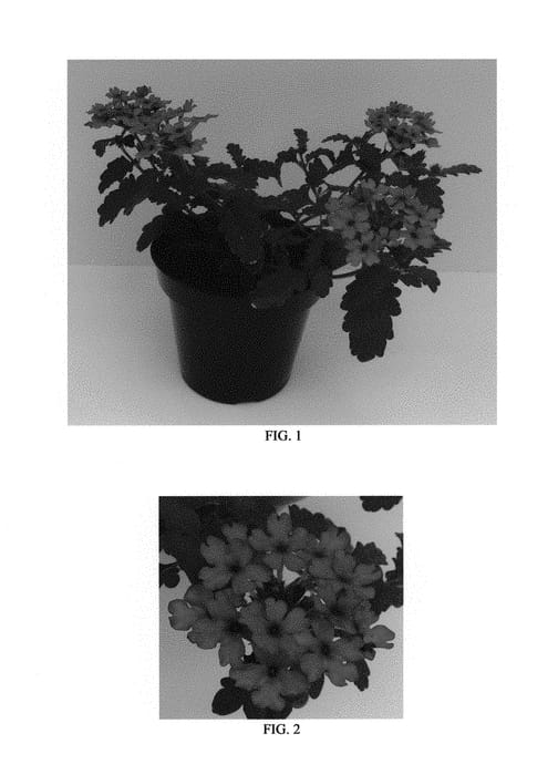 Figure 1 of US plant patent PP29592, the photograph of Balendluim printed in the patent.