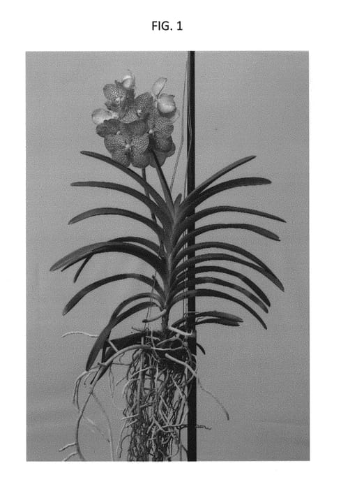 Figure 1 of US plant patent PP29593, the photograph of SPCDW1608 printed in the patent.