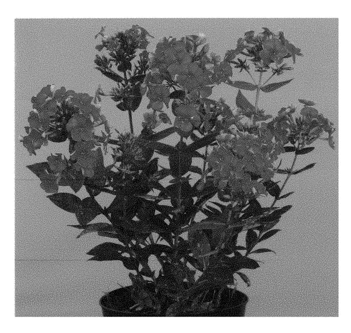 Figure 1 of US plant patent PP29594, the photograph of Versorange printed in the patent.