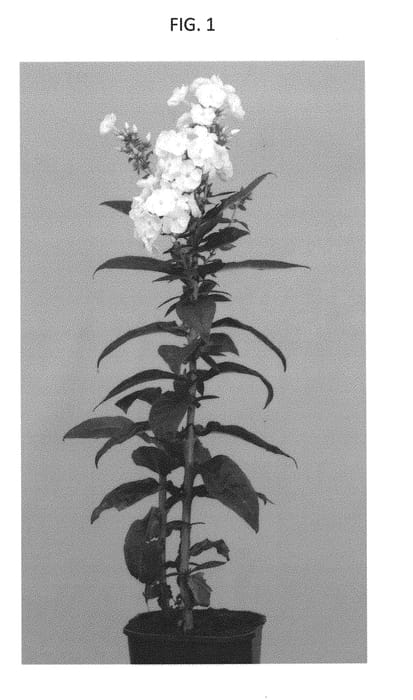 Figure 1 of US plant patent PP29595, the photograph of HOG1701 printed in the patent.