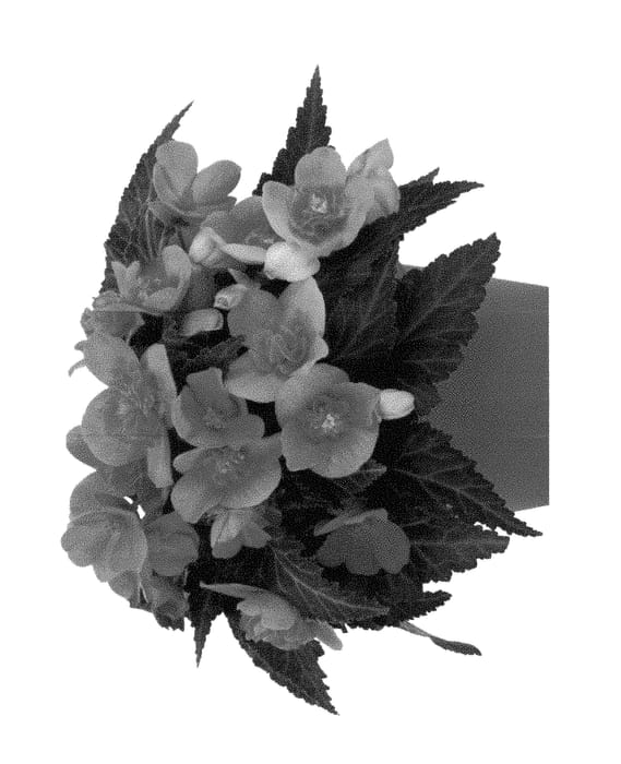 Figure 1 of US plant patent PP29596, the photograph of Fibegunfiki printed in the patent.