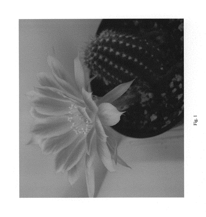 Figure 1 of US plant patent PP29597, the photograph of Mardi Gras printed in the patent.