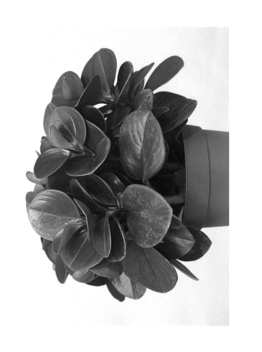 Figure 1 of US plant patent PP29598, the photograph of Obtipan printed in the patent.