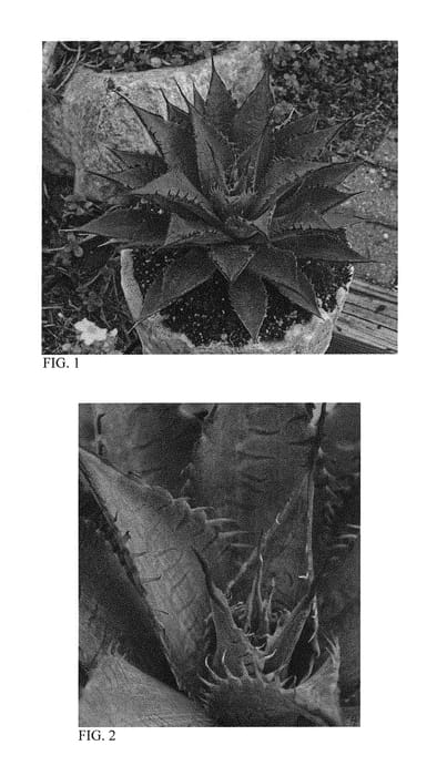 Figure 1 of US plant patent PP29599, the photograph of Tooth Fairy printed in the patent.