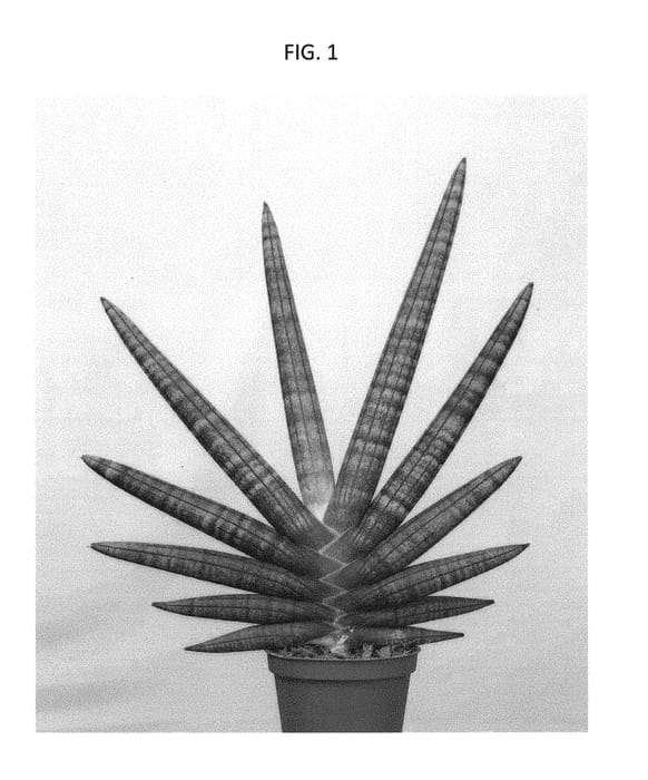 Figure 1 of US plant patent PP29600, the photograph of SUPSAN1604 printed in the patent.