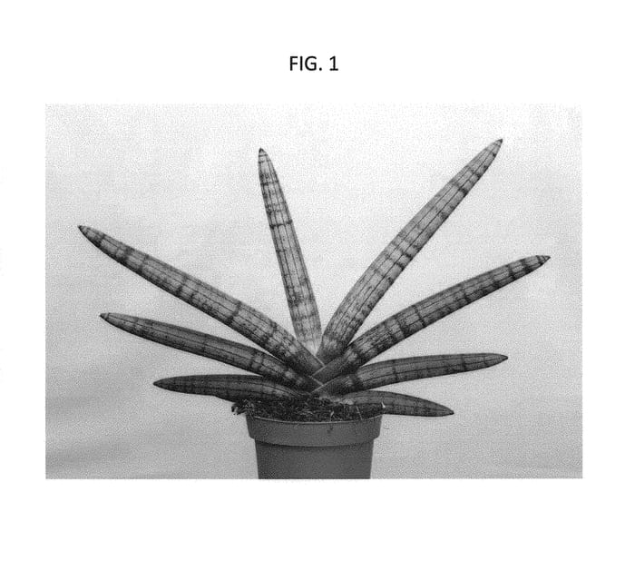 Figure 1 of US plant patent PP29601, the photograph of SUPSAN1601 printed in the patent.