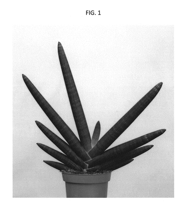 Figure 1 of US plant patent PP29602, the photograph of SUPSAN1602 printed in the patent.