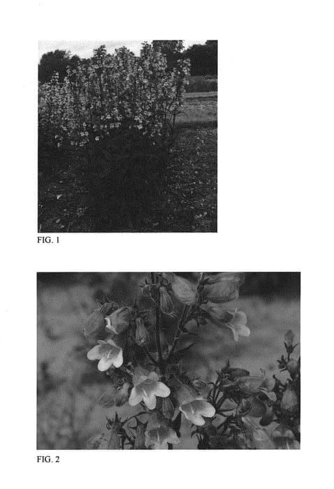 Figure 1 of US plant patent PP29603, the photograph of Midnight Masquerade printed in the patent.