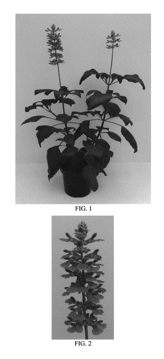 Figure 1 of US plant patent PP29604, the photograph of Balsalmispim printed in the patent.