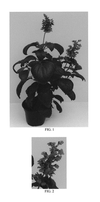 Figure 1 of US plant patent PP29605, the photograph of Balsalmysty printed in the patent.