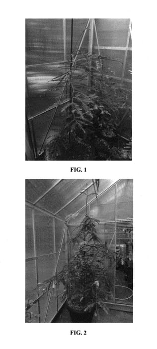 Figure 1 of US plant patent PP29606, the photograph of Grand Mosaic printed in the patent.