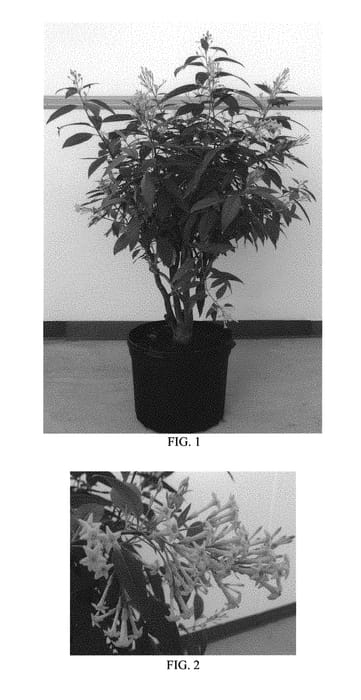 Figure 1 of US plant patent PP29607, the photograph of Gold Night printed in the patent.