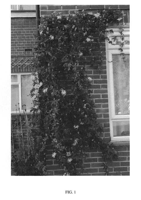 Figure 1 of US plant patent PP29608, the photograph of Snow Queen printed in the patent.