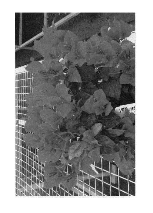 Figure 1 of US plant patent PP29609, the photograph of Vista4 printed in the patent.